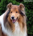 Photo de Colley : Otton du Clos de Marialan - Colley à Poil Long