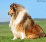 Photo de Colley : Rooper de la For&ecirc;t des Charmes - Colley &agrave; Poil Long