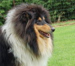 Photo de Colley : Carmen - Colley &agrave; Poil Long