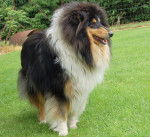 Photo de Colley : Carmen a 1 an - Colley &agrave; Poil Long