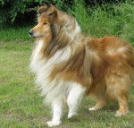 Photo de Colley : Otton 10 ans - Colley &agrave; Poil Long (10 ans)