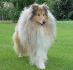 Photo de Colley : Unex 5 ans - Colley &agrave; Poil Long (5 ans)