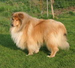 Photo de Colley : Azzaro du Clos de Marialan - Colley &agrave; Poil Long