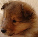 Petite femelle Colley sable charbonn&eacute;e - Colley &agrave; Poil Long