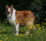 Namour femelle Colley de 13 ans - Colley &agrave; Poil Long (13 ans)