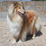 Romane B. of Rhapsody Land - Colley à Poil Long