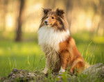 Un Colley &agrave; Poil Long assis sur un rocher dans un parc
