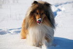 Un Colley à Poil Long en train de se promener dans la neige