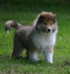 Fabuleuse Prune - Colley à Poil Long (1 an)