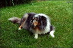 Gipsy - Colley à Poil Long (8 ans)