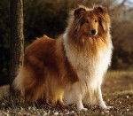 Lassie - Colley &agrave; Poil Long M&acirc;le (12 ans)