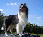 zira - Colley &agrave; Poil Long (3 ans)