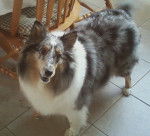 Roxie - Colley &agrave; Poil Long (7 ans)