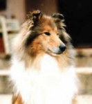 Binia - Colley à Poil Long (11 mois)