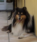 Vénus - Colley à Poil Long (8 mois)