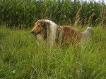 Mein Hund - Colley à Poil Long Mâle (7 ans)
