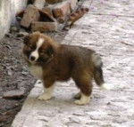 bodie - Colley à Poil Long Mâle (1 mois)