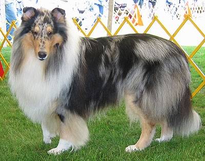 oregano - Colley à Poil Long Mâle (2 ans)