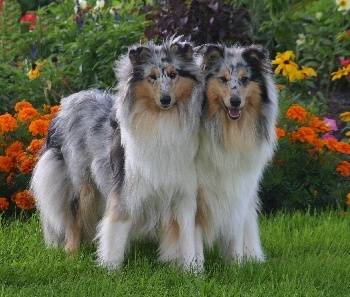 Merlo et Patof - Colley à Poil Long Mâle (2 ans)