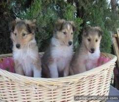 Tom Jerry y Layla - Colley à Poil Long (3 mois)