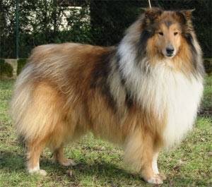 maykie - Colley à Poil Long Mâle (6 ans)