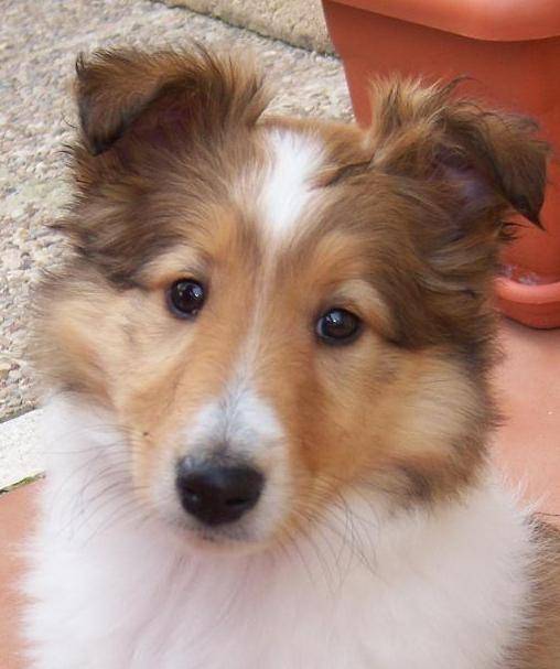 Layka - Colley à Poil Long (2 ans)