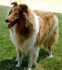 fompii - Colley à Poil Long Mâle (3 ans)