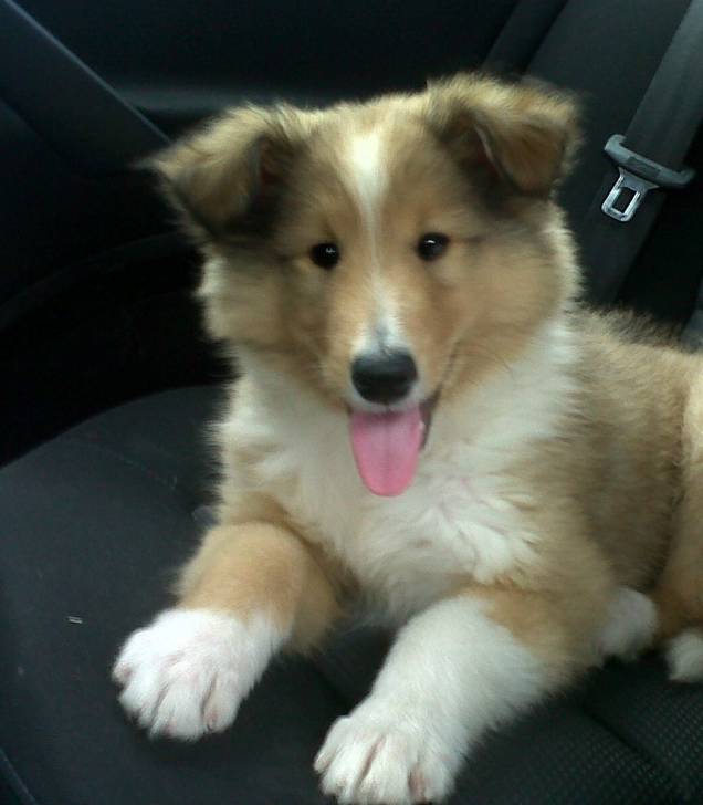 Bailey - Colley à Poil Long Mâle (3 mois)