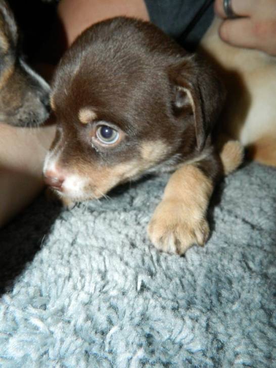 Bailey - Colley à Poil Long (4 mois)