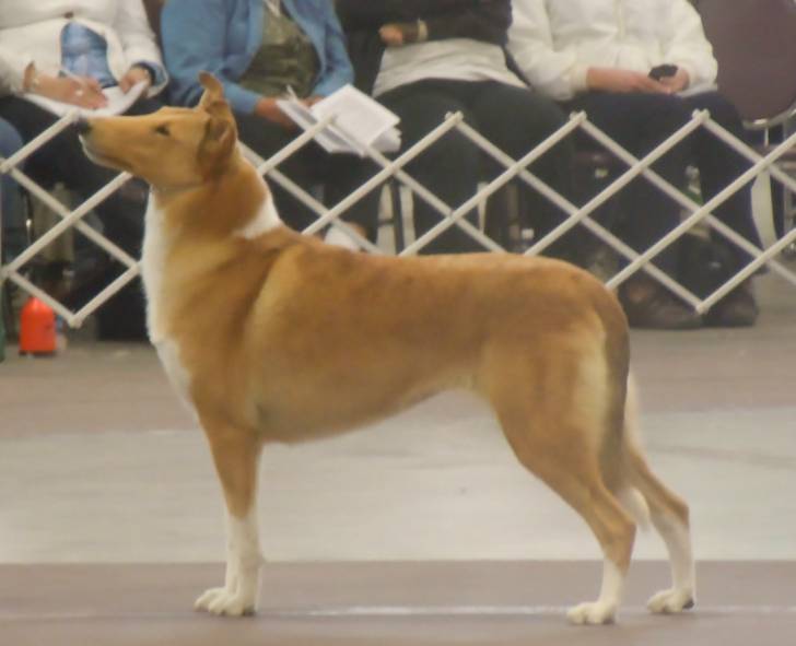 Chanel - Colley à Poil Long (4 ans)