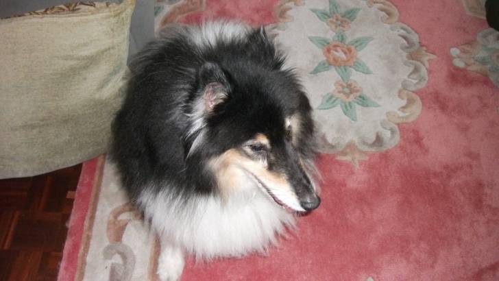 trixie - Colley à Poil Long (13 ans)