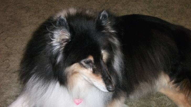 trixie - Colley à Poil Long (13 ans)