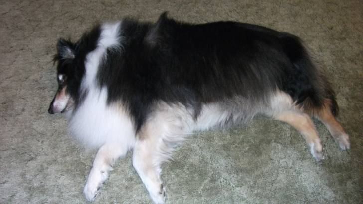 trixie - Colley à Poil Long (13 ans)