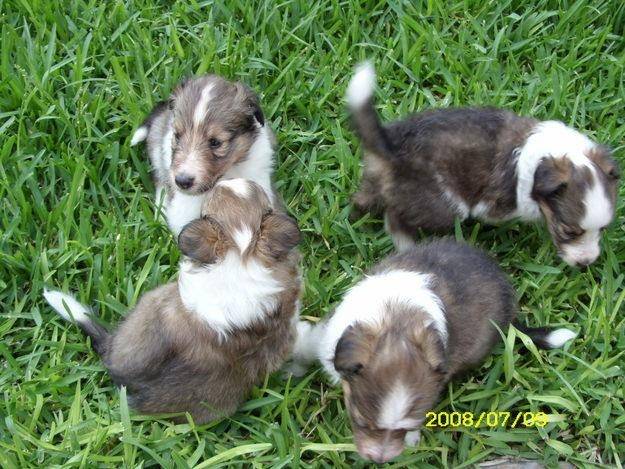 collie - Colley à Poil Long Mâle (1 an)