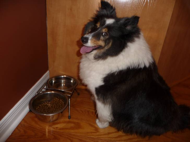 CHETI - Colley à Poil Long (6 ans)