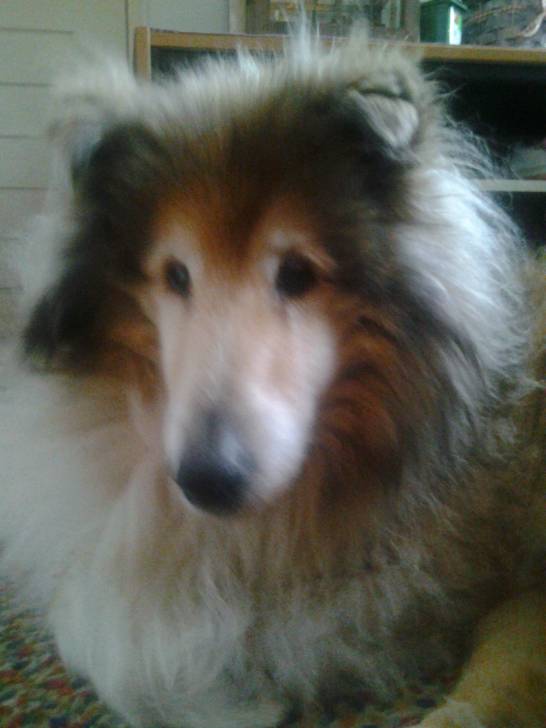 Boomer - Colley à Poil Long Mâle (14 ans)
