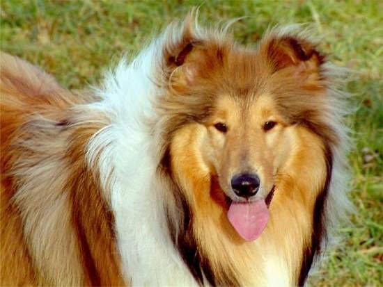 Boogie - Colley à Poil Long (3 ans)