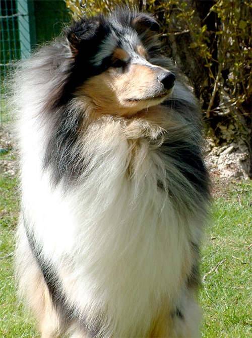 Chipie - Colley à Poil Long (2 ans)