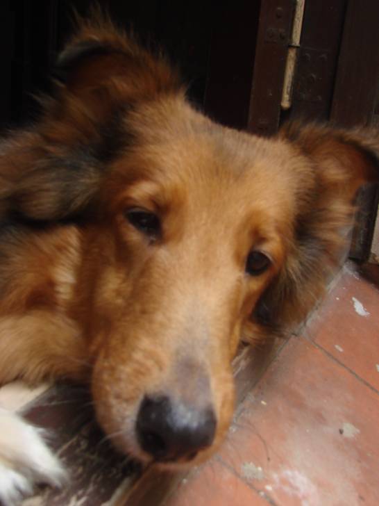 -Lizzie- - Colley à Poil Long (7 ans)