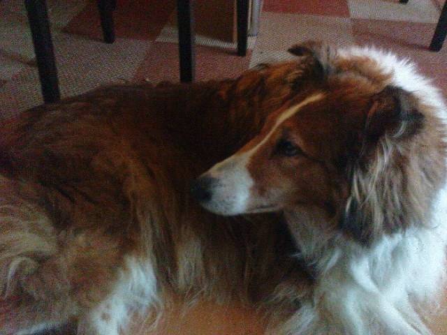 Lassie - Colley à Poil Long (15 ans)