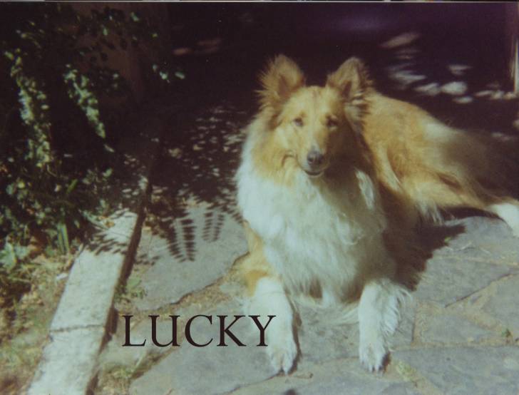 Lucky - Colley à Poil Long (14 ans)