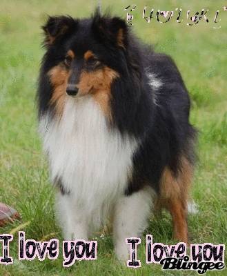 CHOUKY - Colley à Poil Long Mâle (3 ans)