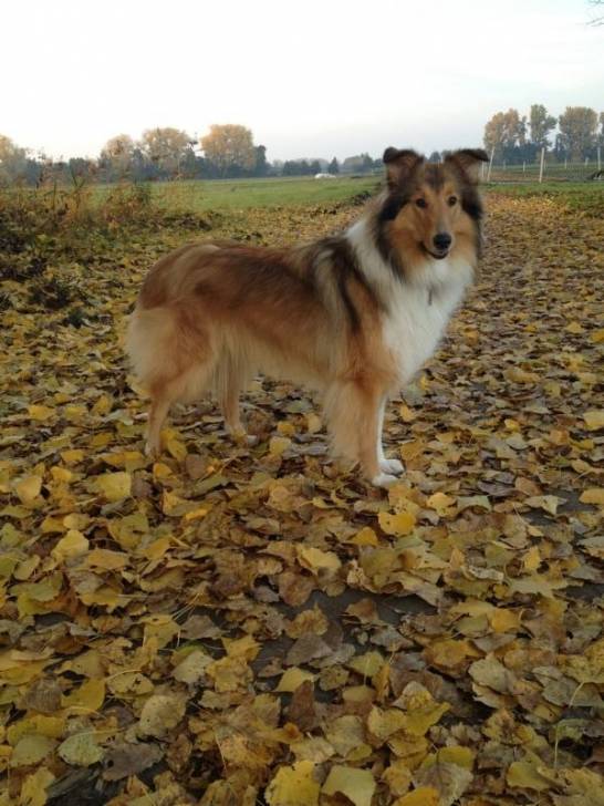 Angel - Colley à Poil Long (2 ans)