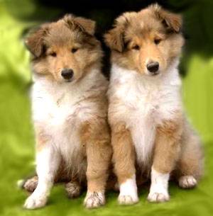 collies - Colley à Poil Long (11 mois)