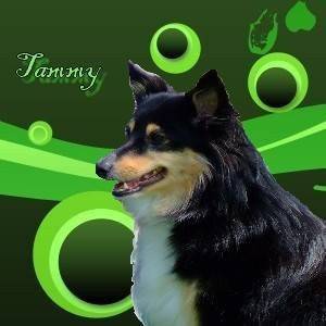 tammy - Colley à Poil Long (3 mois)