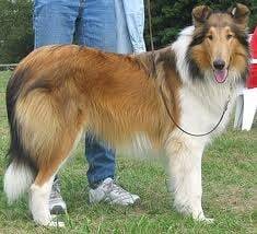 Roxy - Colley à Poil Long (3 ans)