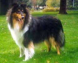 Max - Colley à Poil Long Mâle (2 ans)