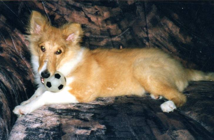 Bella als Welpe - Colley à Poil Long (9 ans)