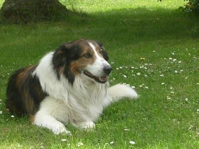 lassi - Colley à Poil Long (2 ans)