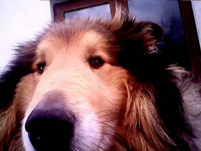 my dog Rocco - Colley à Poil Long Mâle (7 ans)
